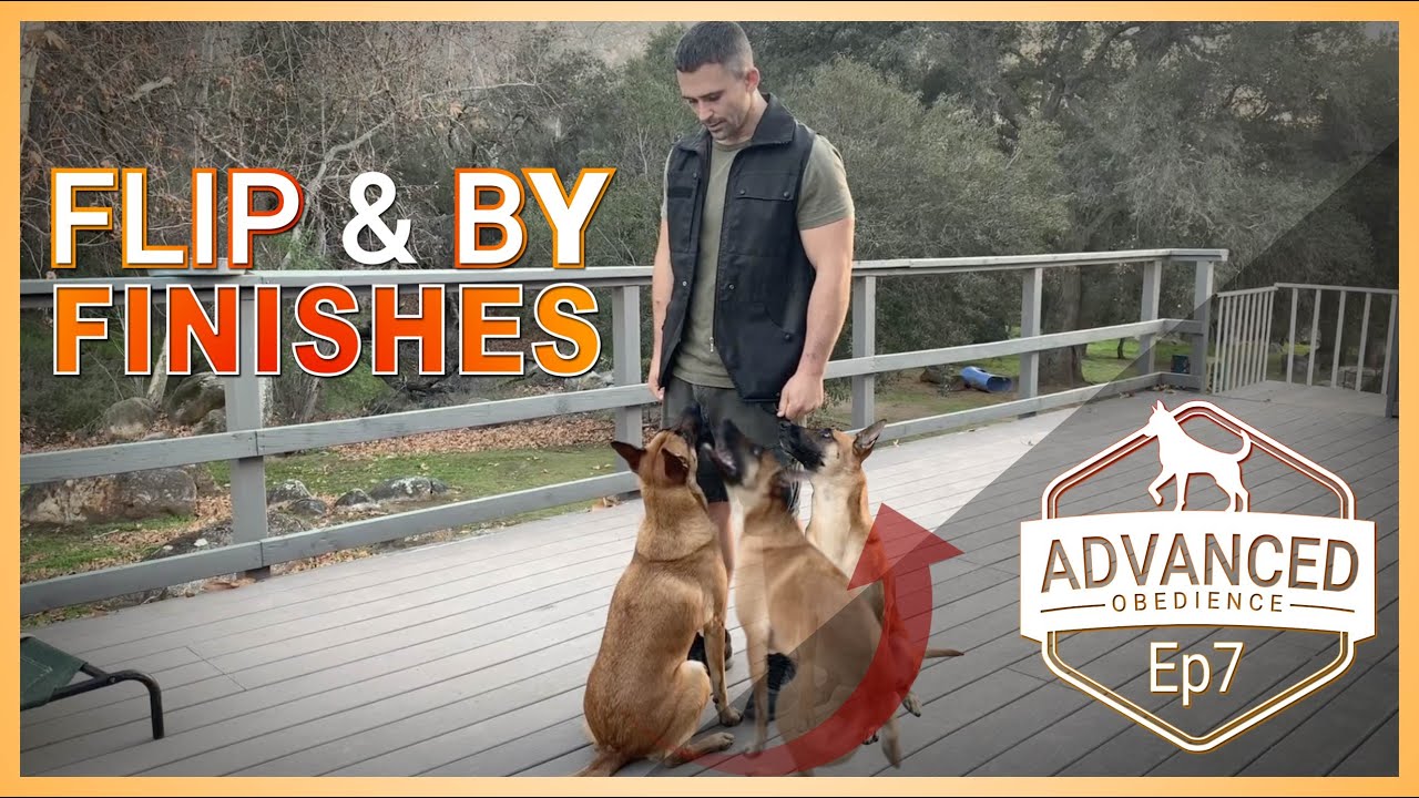 The Flip and By Finishes | Advanced Dog Training