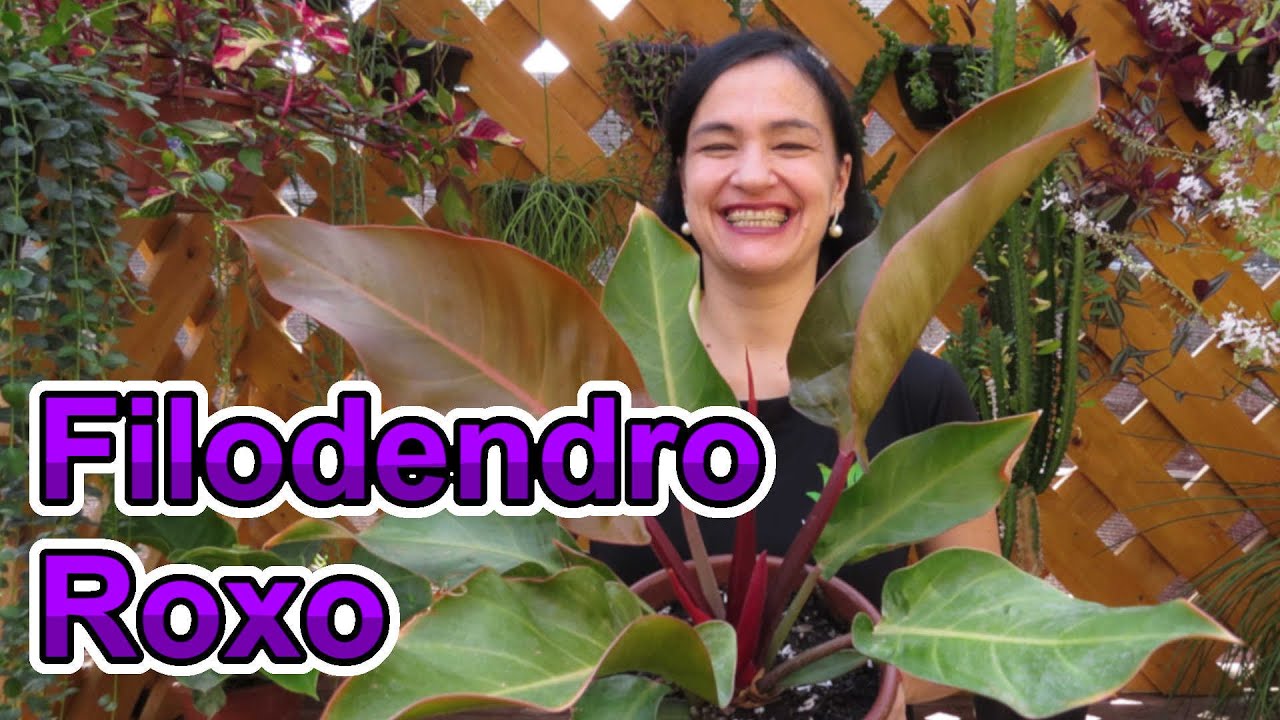 Conheça o Filodendro-Roxo! Uma maravilhosa folhagem de fácil cultivo!
