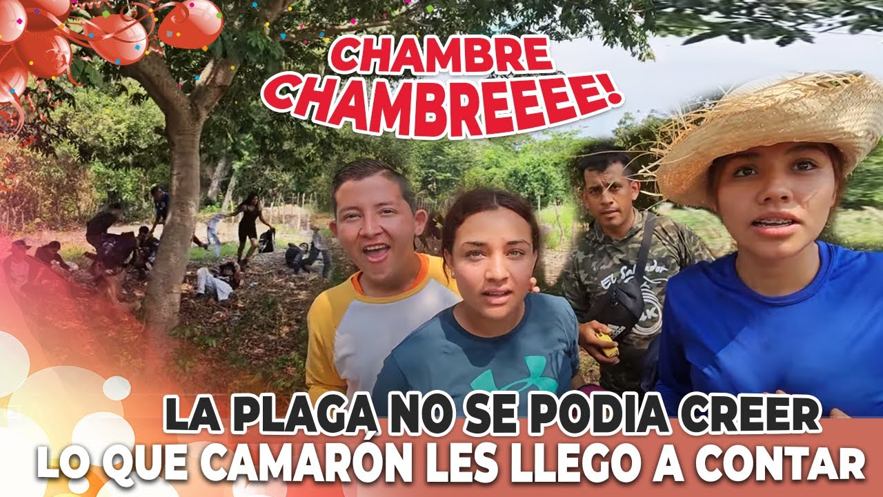 La plaga estaba en su hora de descanso y salieron corriendo al ver el chambre que les tenia camarón.