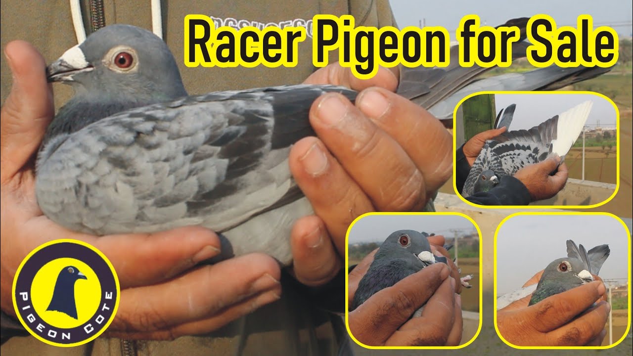 Racer Pigeon For Sale | Pigeon Cote | Waleed Alam | WhatsApp: 92 311 7666800