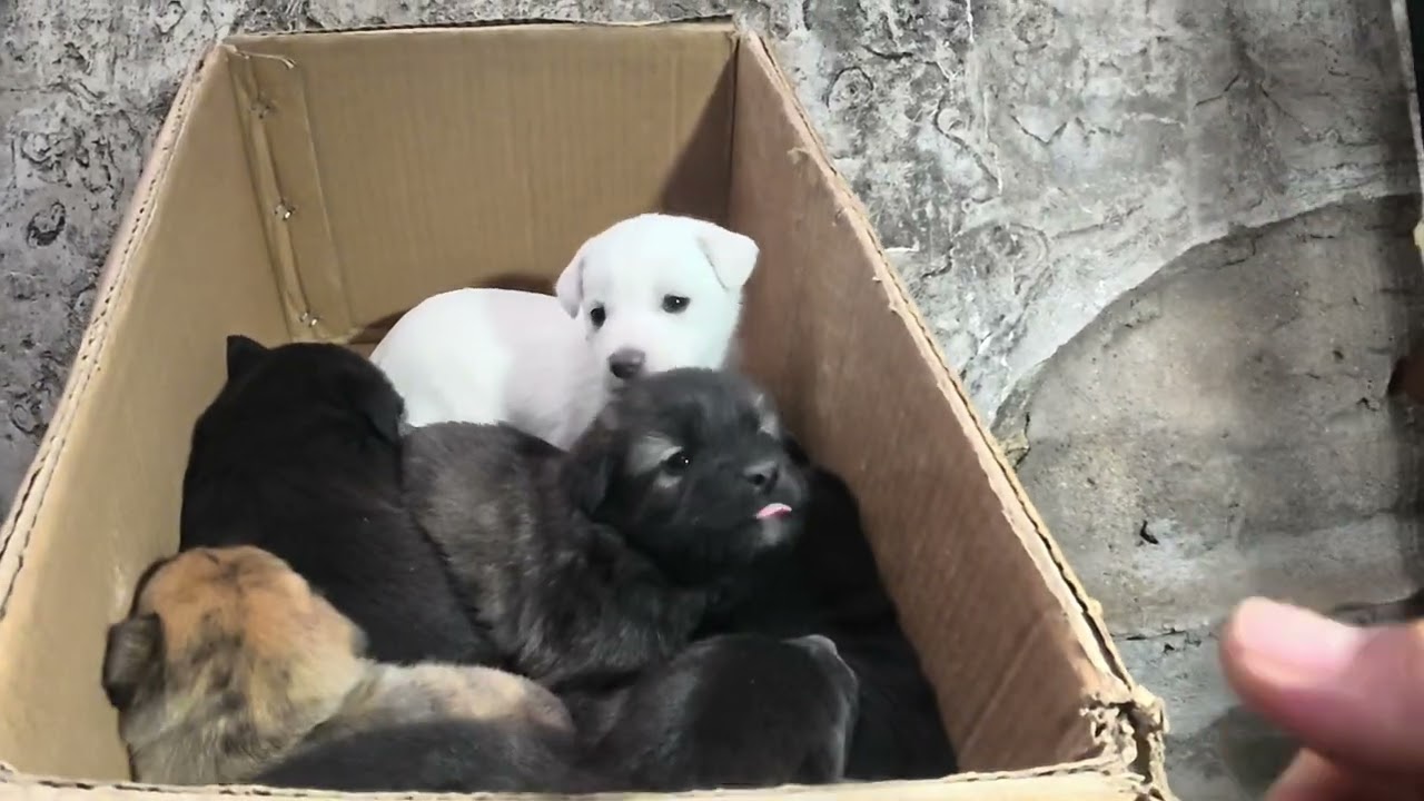 被丢弃在理发店门口的小狗狗