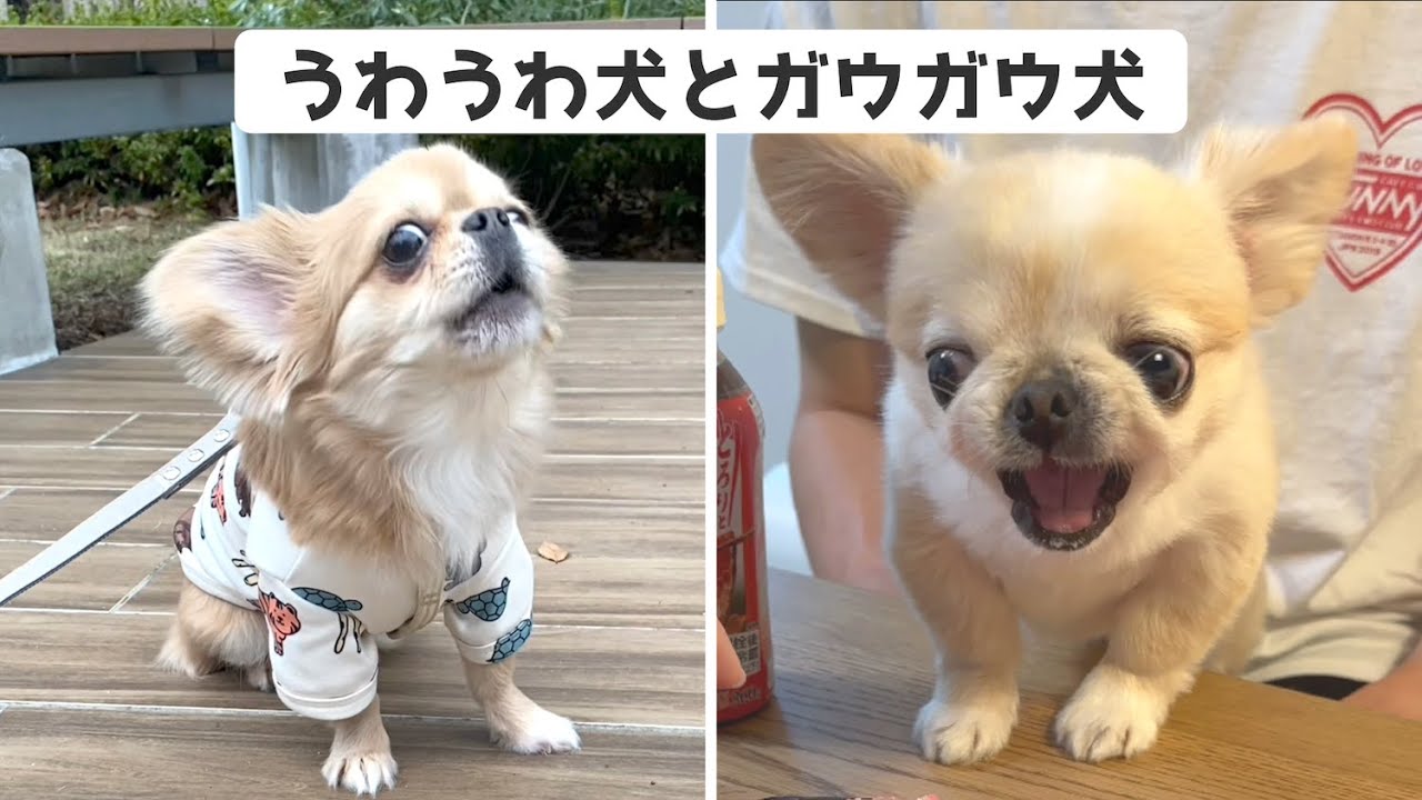 うわうわ犬とガウガウ犬が会った結果…