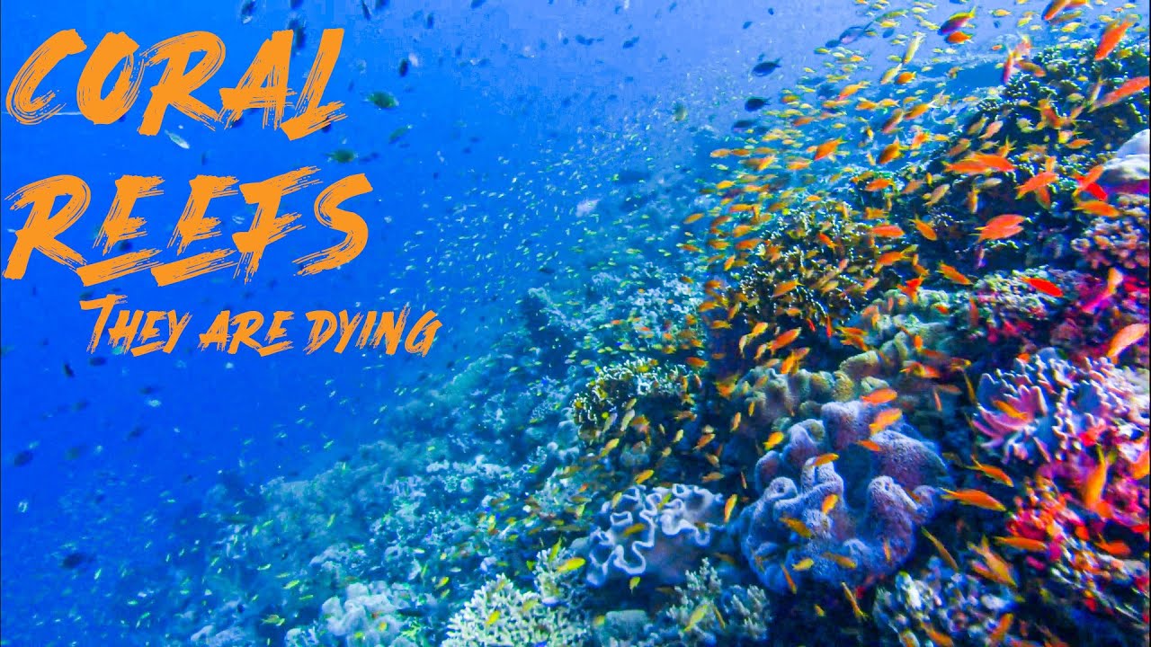 What are Corals? They're Dying. Should YOU Care? San Hô là gì? Tại sao chúng đang chết?