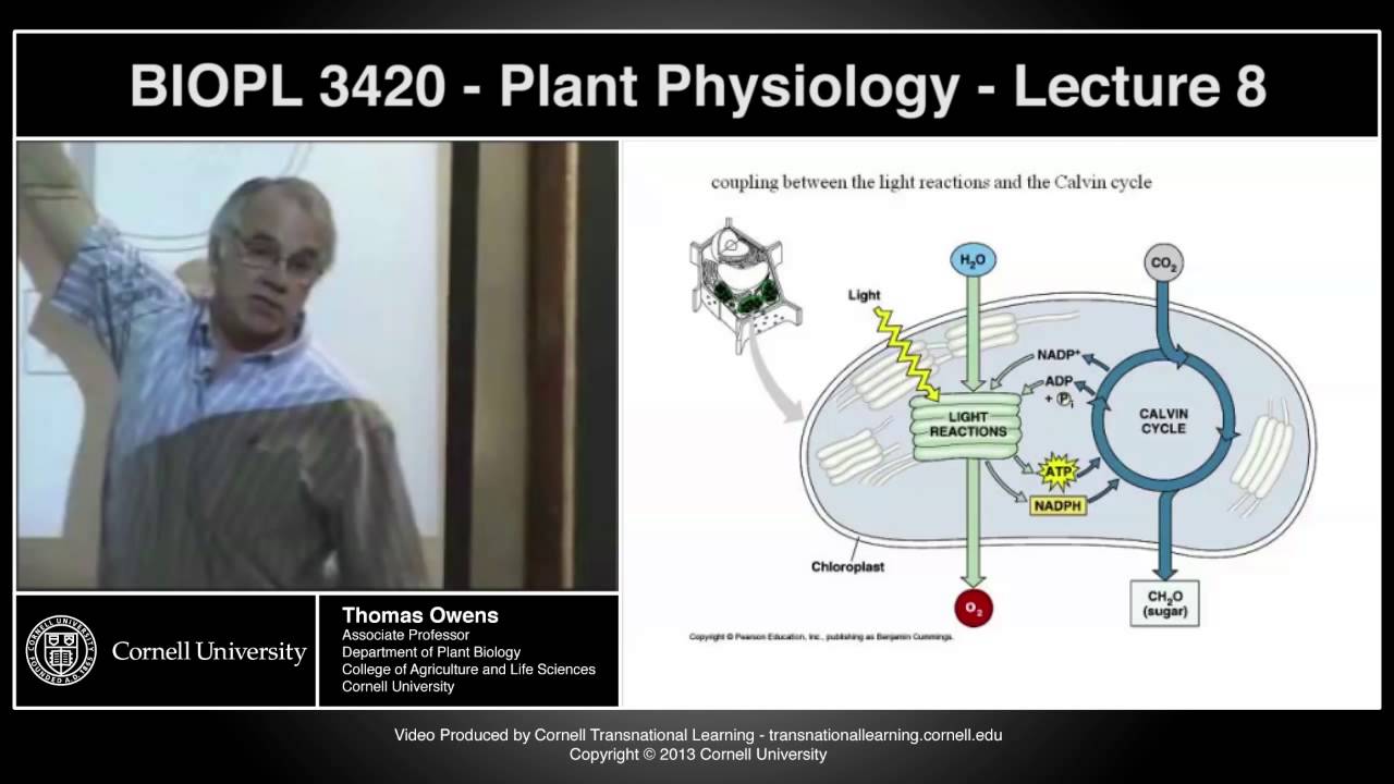 BIOPL3420 - Plant Physiology - Lecture 8