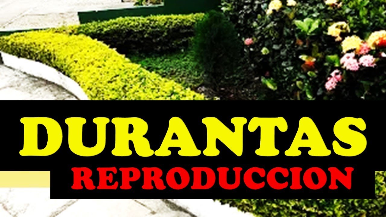 Como REPRODUCIR DURANTA por esquejes