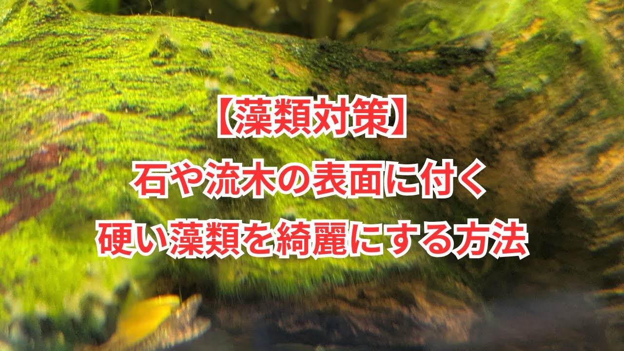 【藻類対策】石や流木の表面に付く硬い藻類を綺麗にする方法