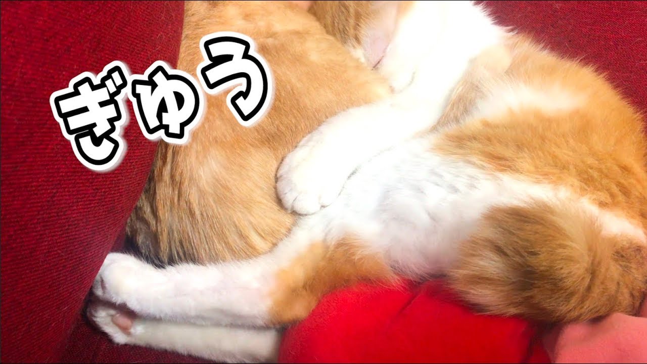 猫を抱き枕にして寝る猫