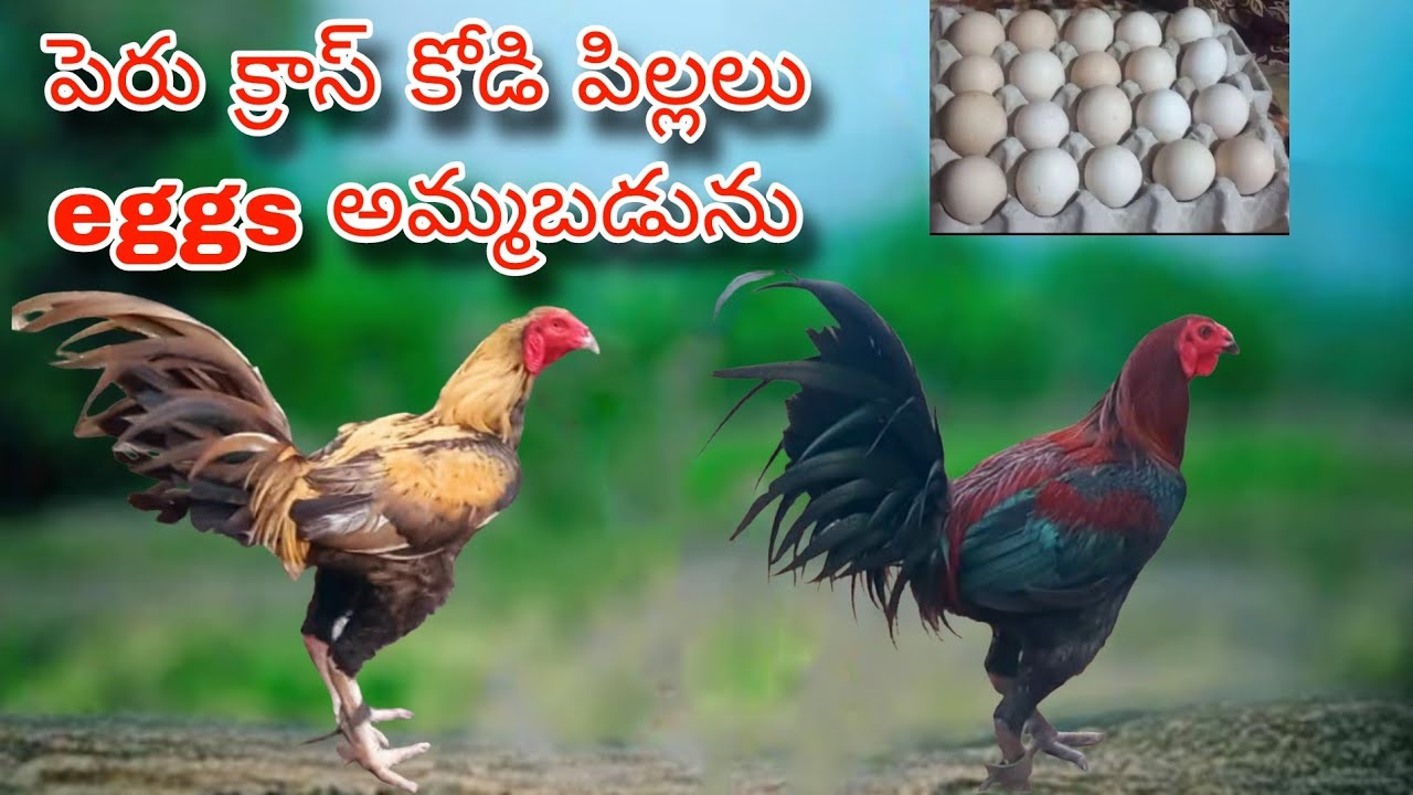 #KVR BREEDES#thanks to all 🙏#bhimavaram chicks#peru cross chicks#patta punjulu#birds#chicken#viral