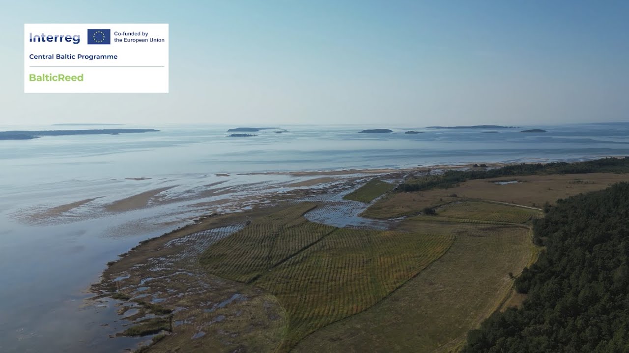 BalticReed – a project focusing on nutrient removal, recycling and a sustainable use of reed
