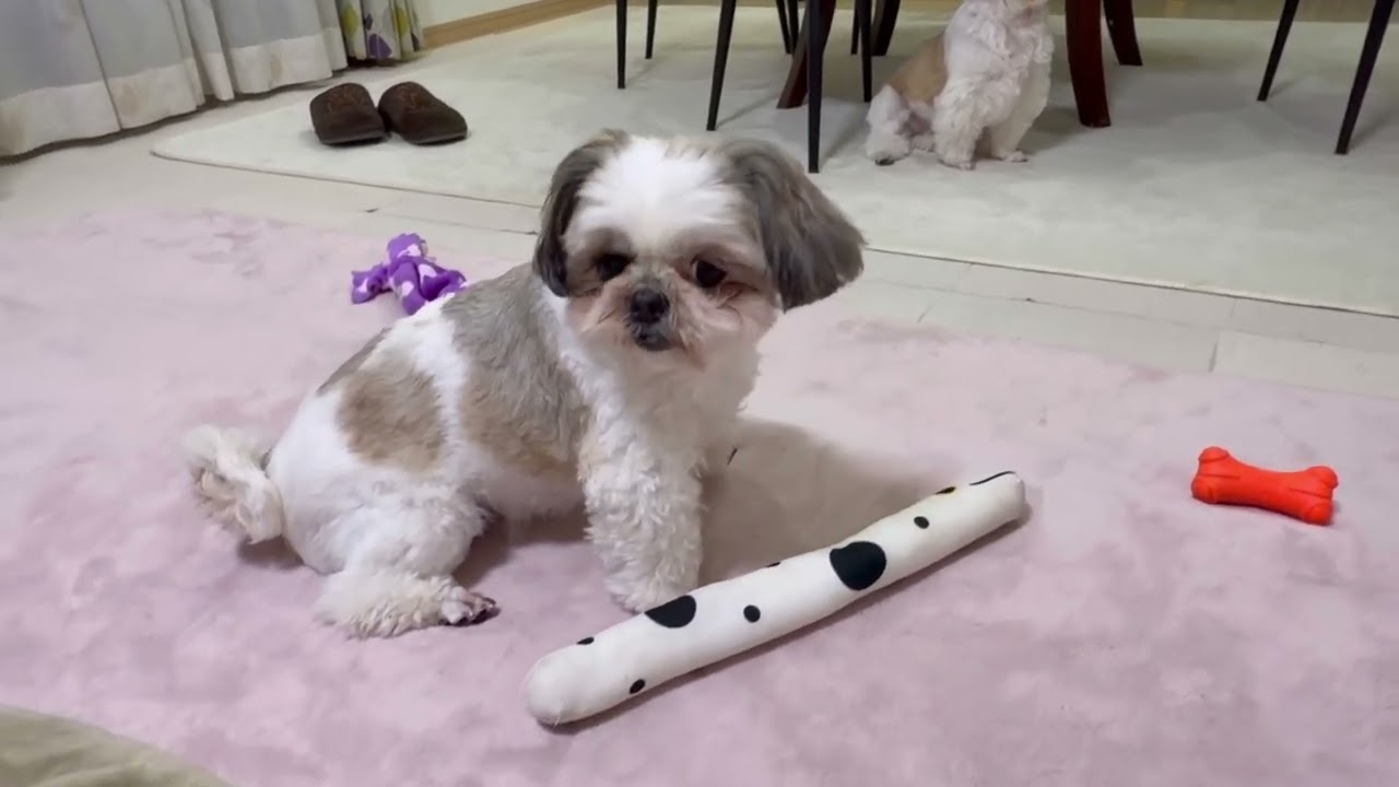 【わんわん家族】毎日が楽しい子供達＃犬のいる生活＃多頭飼い＃ポメラニアン＃シーズー＃ミックス犬＃パピー＃癒し