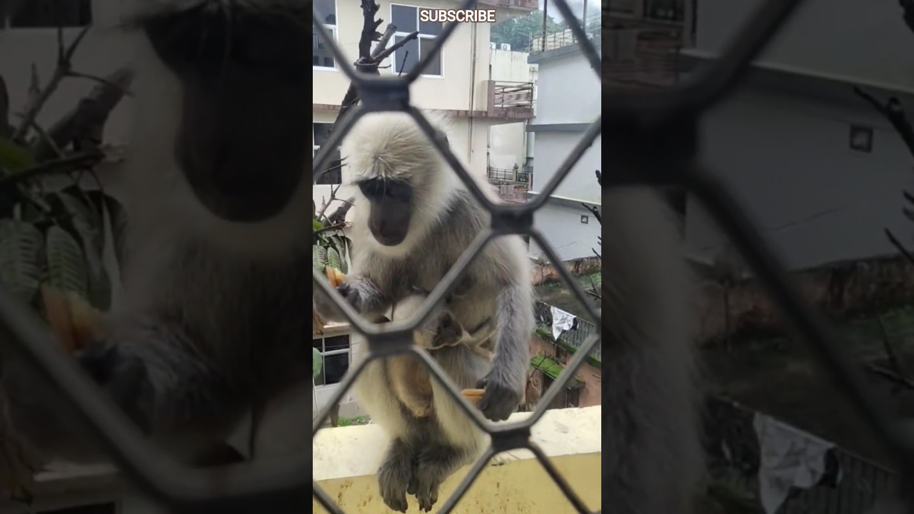 ✨This is how we live.✨  #monkey #india #love #funny