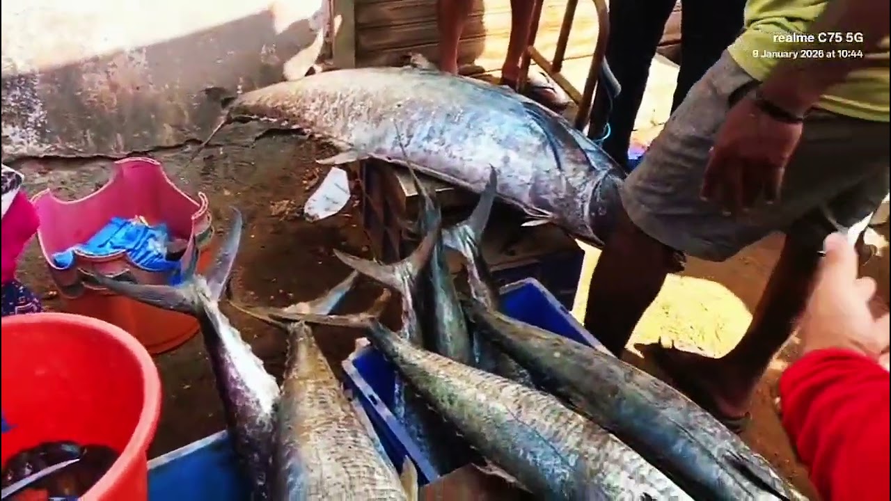 Fish market Goa #vlog #highlights #viral#nature #motivation 