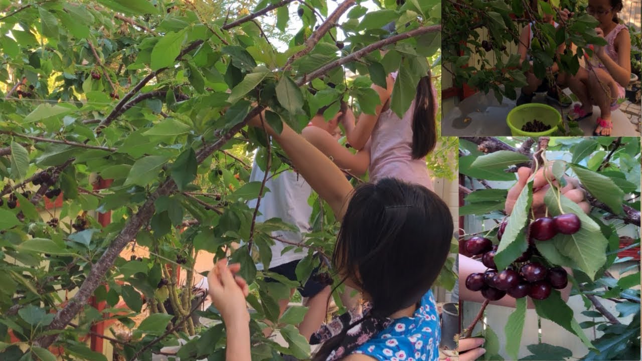 Cherry Picking Day in the backyard [ How to Make dried cherries] [ lin's cooking recipes]