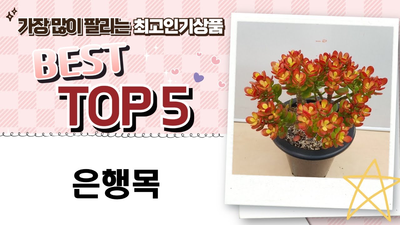 다육이 풍년! 은행목, 염좌, 녹보수까지! 싱그러움 가득한 화분 언박싱