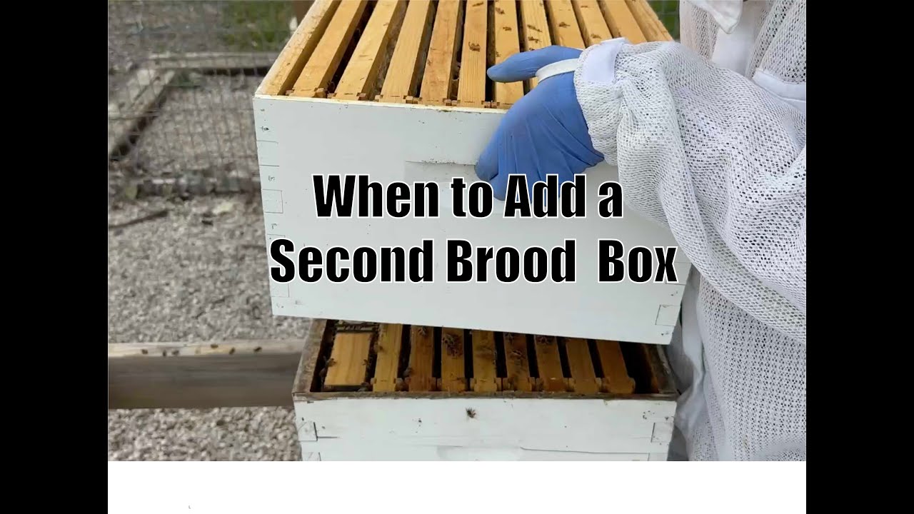 BEEKEEPING: How to Add a Second Brood Box with Blake Shook