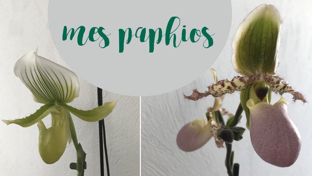 Paphiopedilum : vont-il refleurir ?