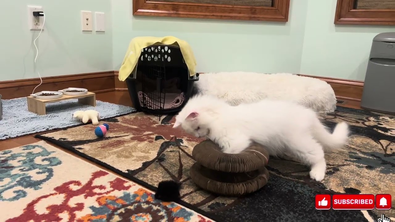 Daily routine of my kittens | kittens morning to evening routine | 