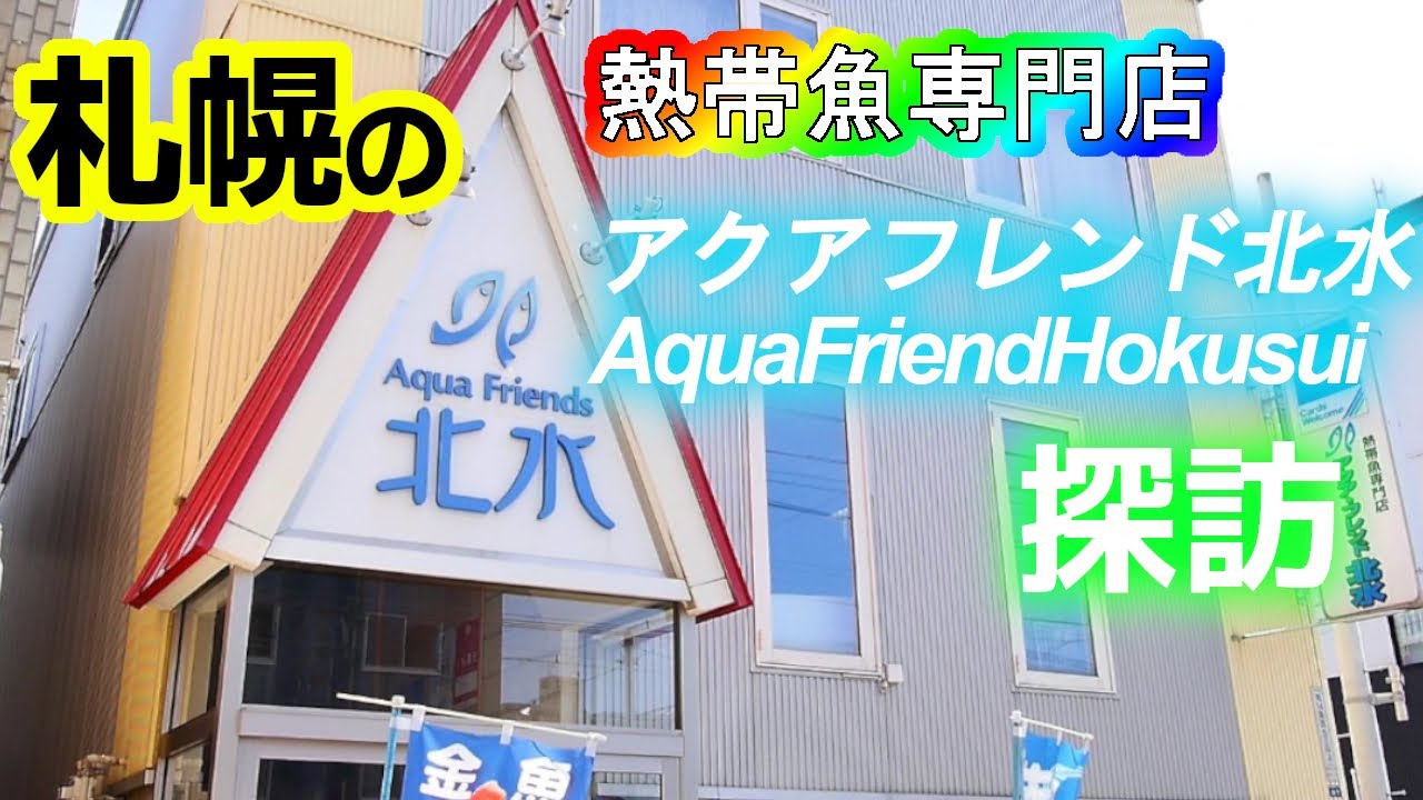 【アクアショップ】札幌の熱帯魚専門店 アクアフレンド北水訪問