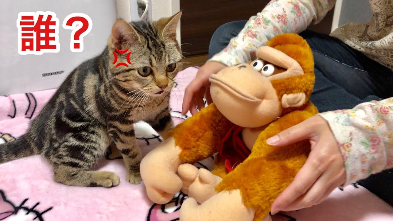 甘えてきた猫を無視してぬいぐるみを可愛がるとこうなりますｗ ゴリラVer.