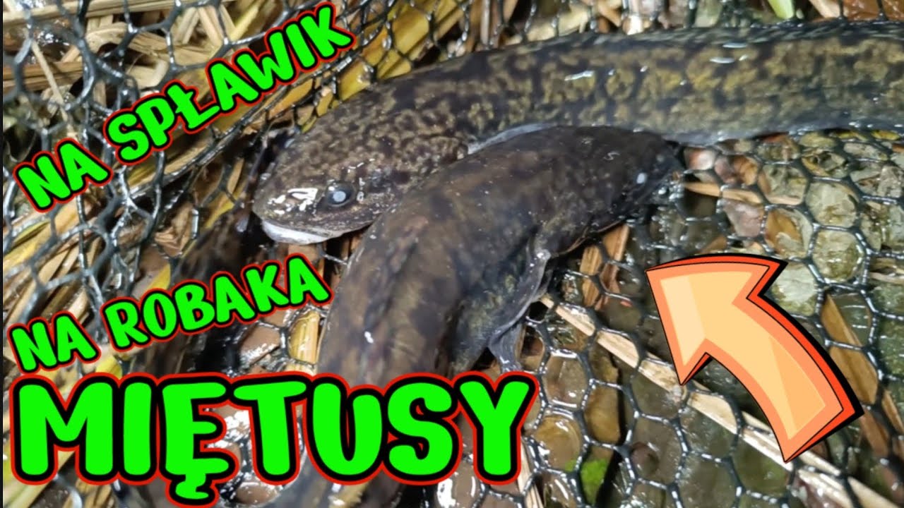 MIĘTUS ! SIGMA POŚRÓD RYB , TAJEMNICZA LEGENDARNA RYBA NOCY.