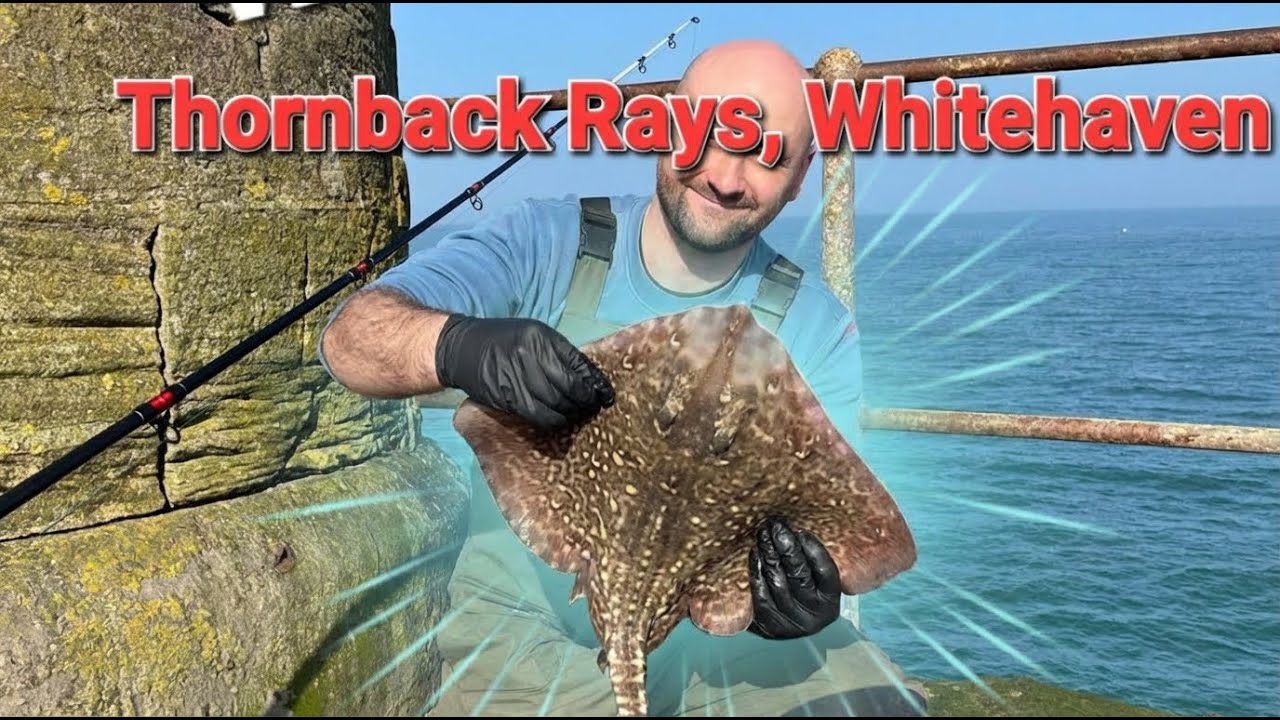 Epic Thornback Ray Catch at Whitehaven – Fishing Adventure! 🎣