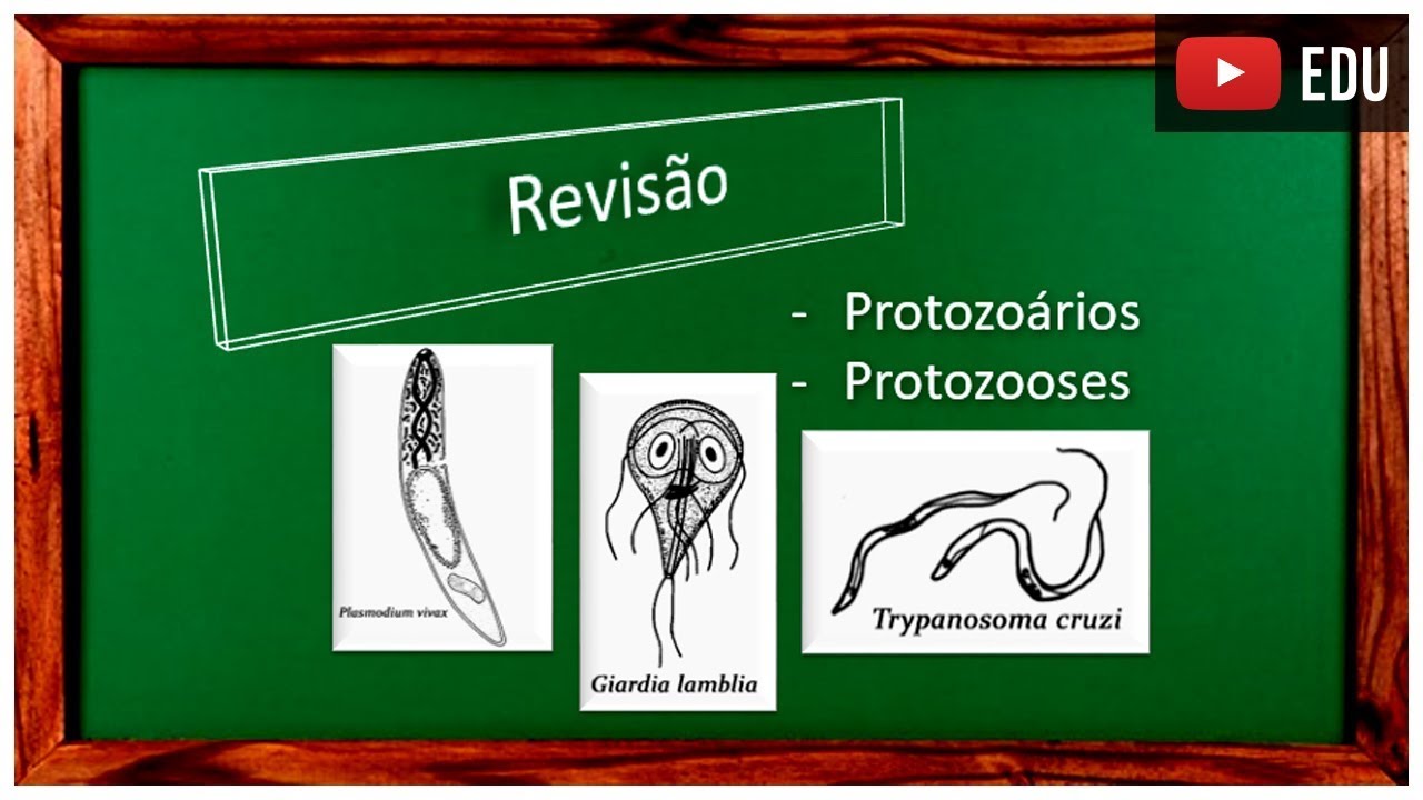 Revis&atilde;o Protozo&aacute;rios e Protozooses