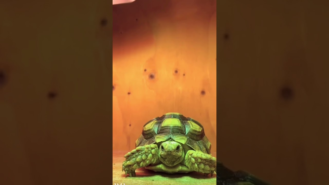 Spurred tortoise winking at the camera🐢💕
