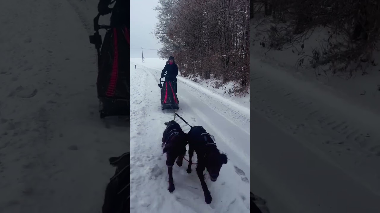 Traineau avec nos setters irlandais
