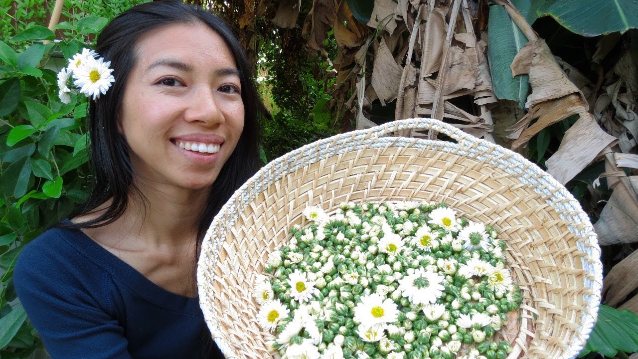 Chinese Chrysanthemum Care and Autumn Harvest