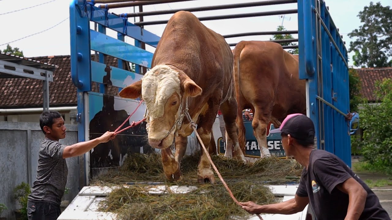 KEDATANGAN 3 SAPI BARU! YUK KITA TURUNIN DARI TRUK