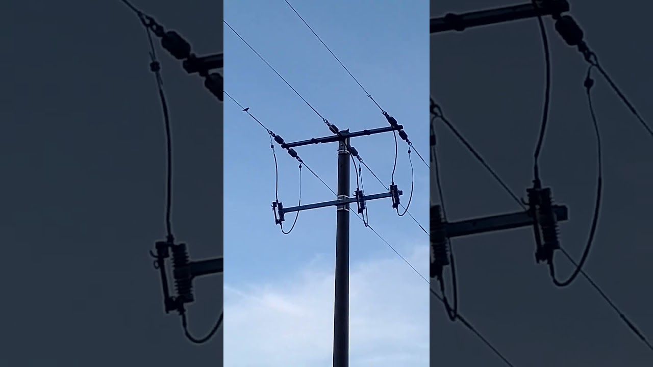 jilguero repique suelto ,de BS AS donde capture  pichones a 300 metros del monte de prio veremos !!