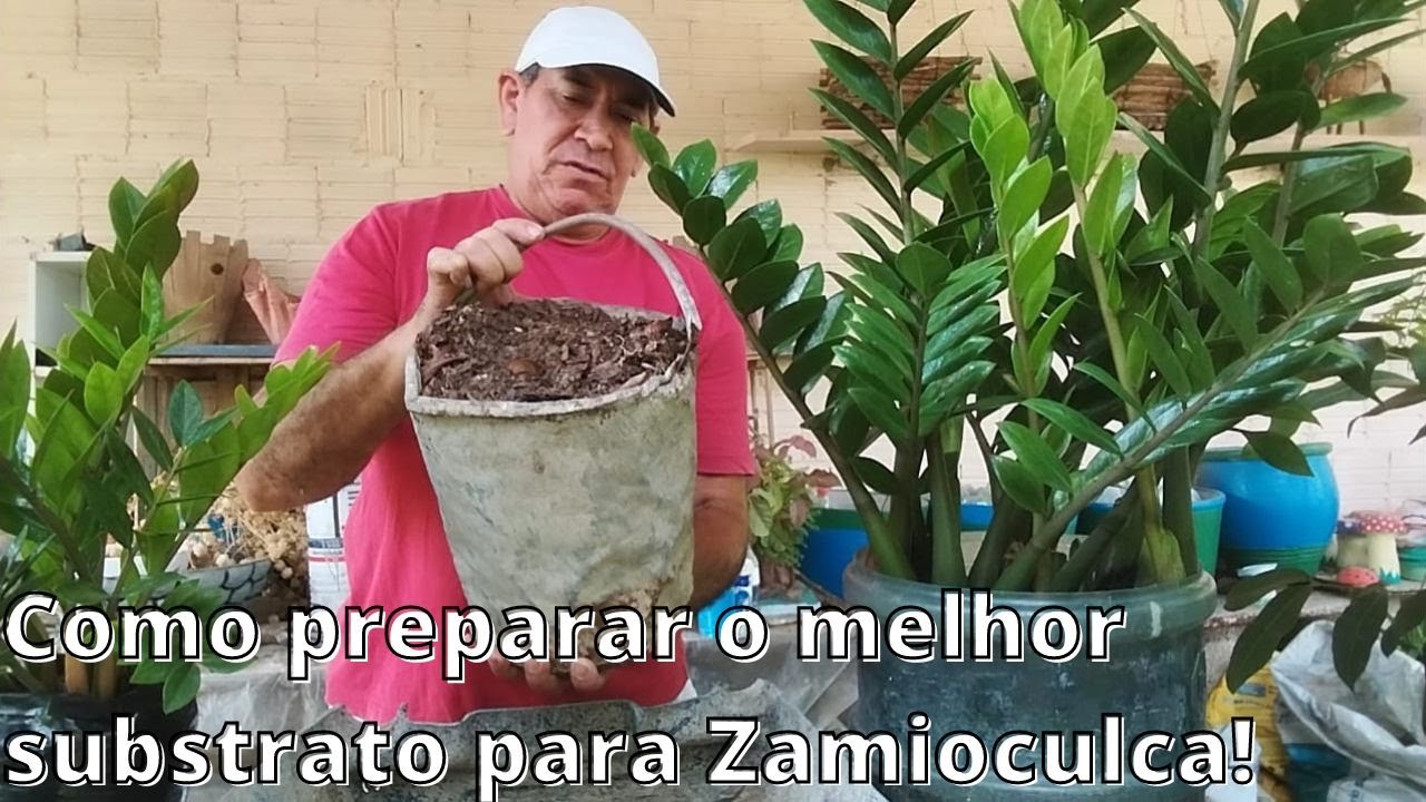 Como preparar o melhor substrato para Zamioculca!