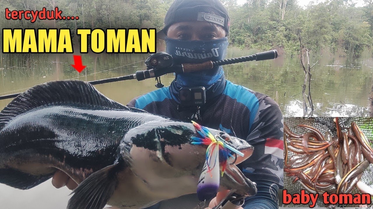 CASTING INDUKAN TOMAN YANG LAGI BAWA ANAKAN(BEONGAN) #giantsnakehead #castingtoman #bazelure