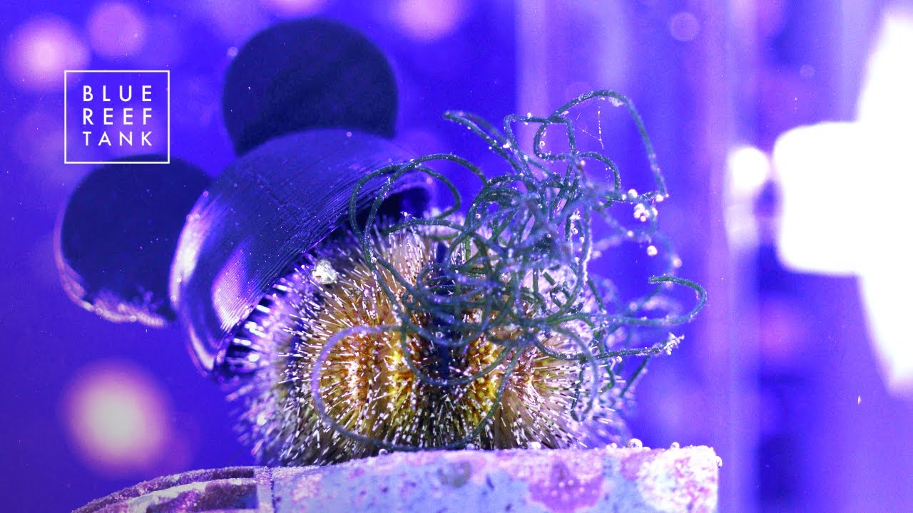 We Give Our Sea Urchin A Mickey Hat ?!? | Blue Reef Tank