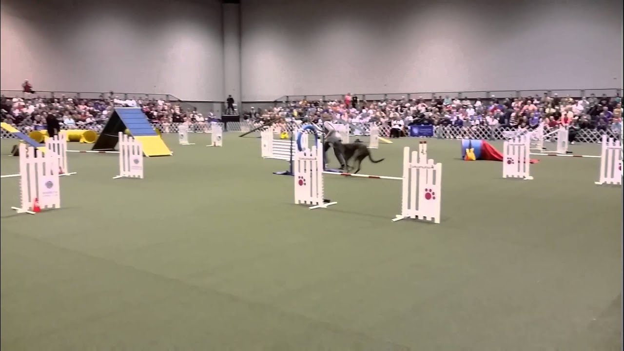 Shofar the Deerhound 2015 Invitational Final's demo run