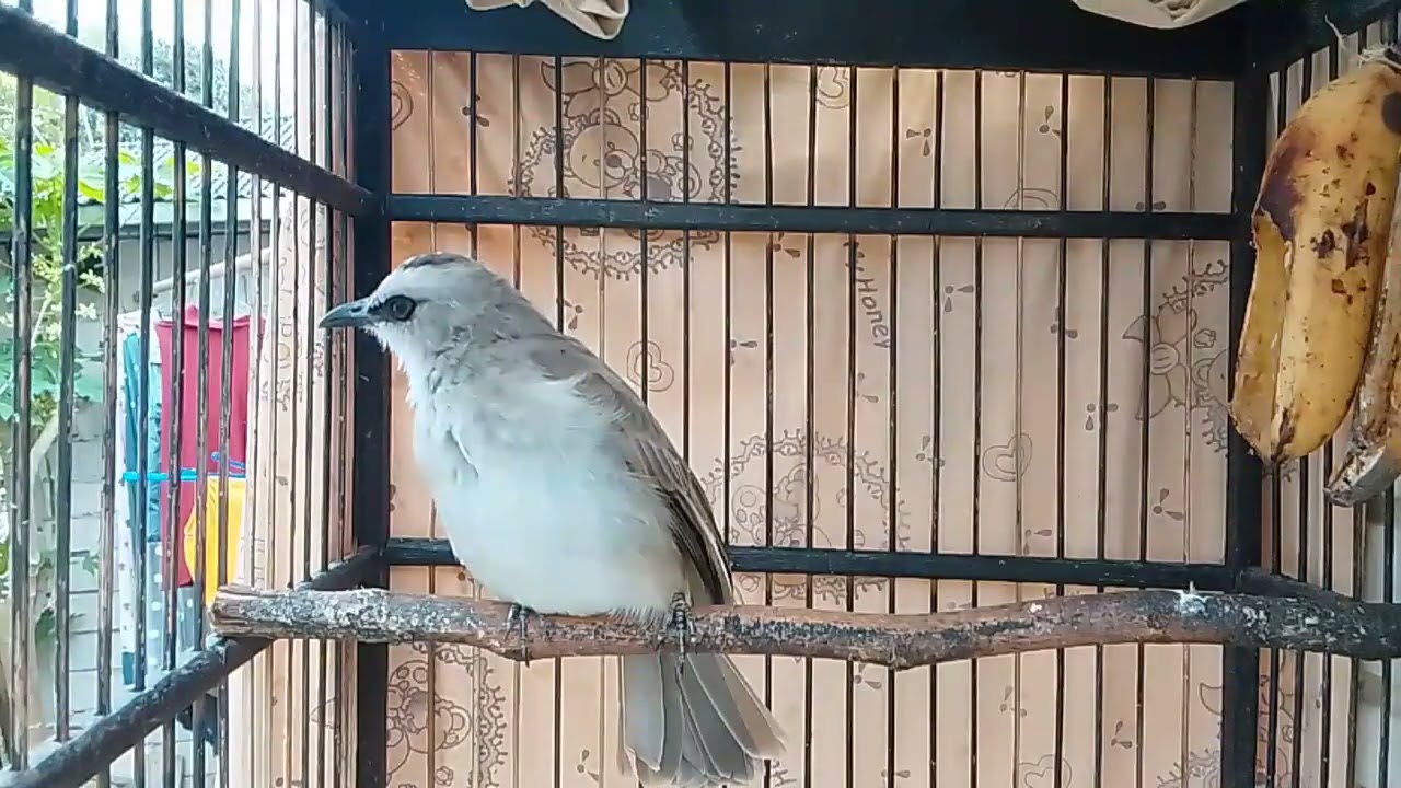 Kicauan burung trucukan memancing trucuk bahan ombyokan jadikan trucukan gacor seketika