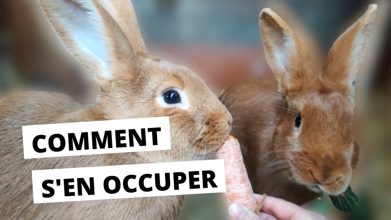 Comment élever des lapins (Fauve de Bourgogne)
