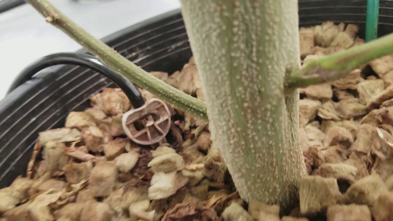 SEEDLING UPDATE! A GARDEN UPDATE WEEK 1 VEG AND WEEK 8