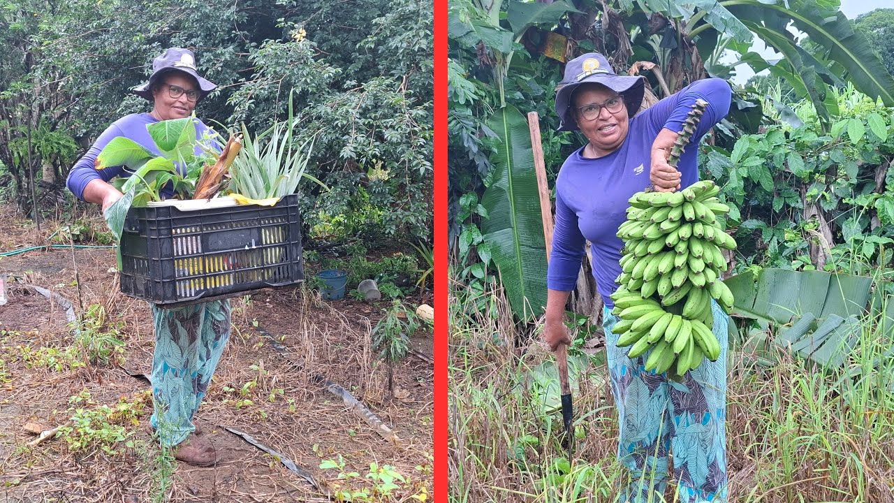 Plantando mudas de frutas   Pós Natal