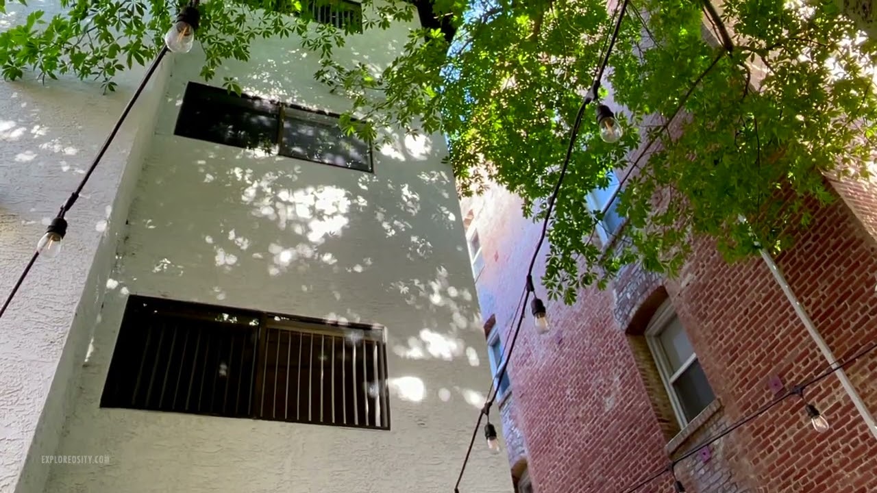 Relax Under the Silk Floss Tree  · ASMR Light, Shadows, Birds, Raven Sounds
