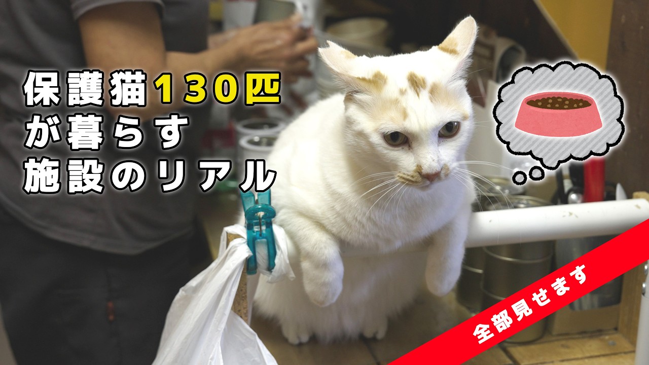【保護猫130匹】ジコちゃんという名の猫が暮らすシェルターのリアル