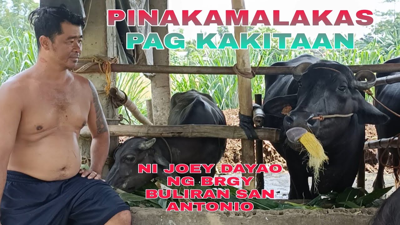 PINAKAMALAKAS PAG,KAKITAAN GATAS PALANG BUHAY KANA GATASAN NI JOEY DAYAO NG BRGY BULIRAN SAN ANTONIO