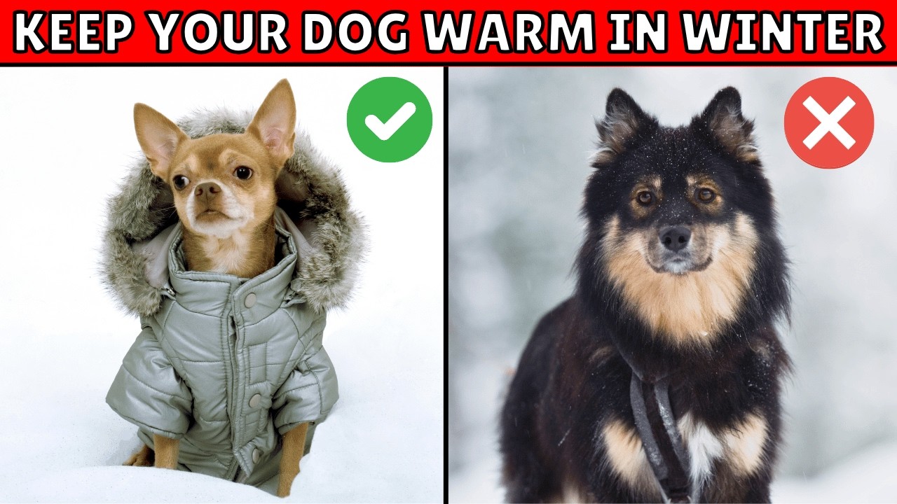 How to Keep Your Dog Warm and Cozy in Cold Weather