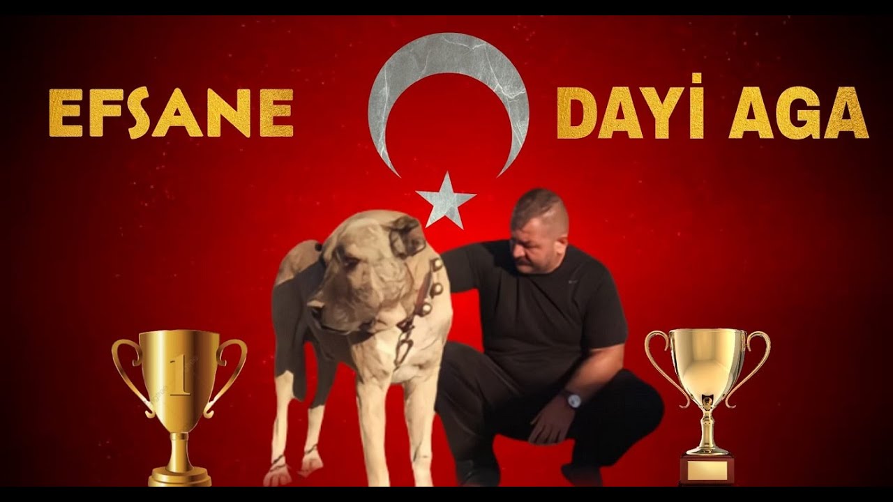 KEDİYİ BİLE İNCİTMİYOR KİMSEYİ KAALE ALMIYOR AMA POSTA KOYAN OLURSA İÇİNDEN ASLAN ÇIKIYOR