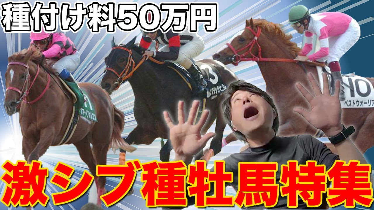 カカカ！カミデチャンネル地方競馬で活躍する種牡馬特集！種付け料50万円の激シブ種牡馬特集！　