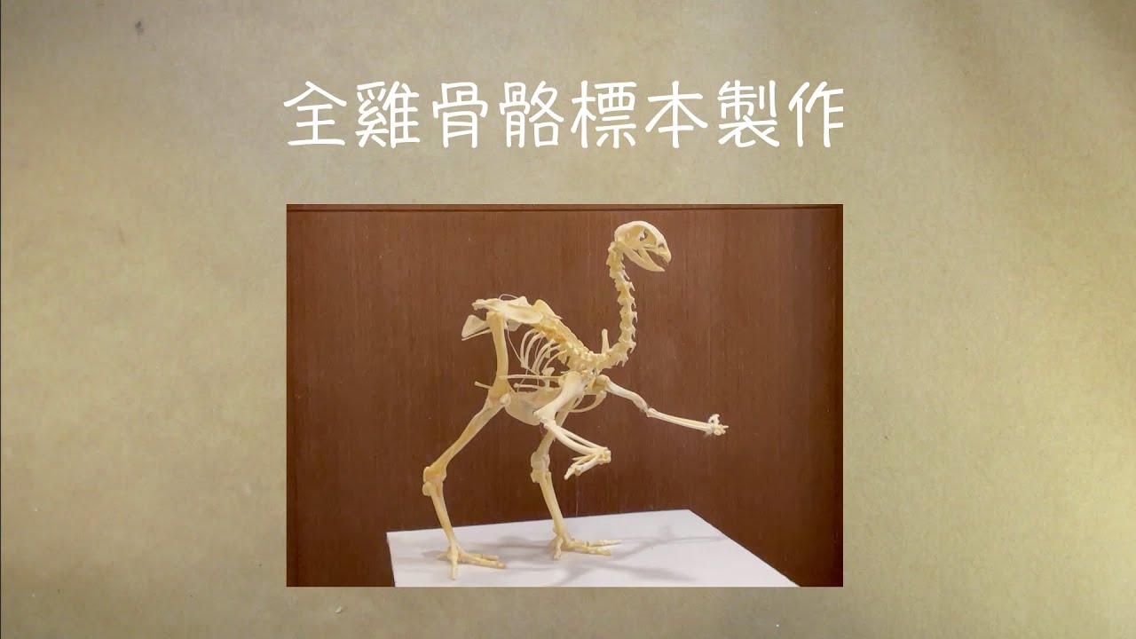【教學】全雞骨骼標本製作 Making a Chicken Skeleton