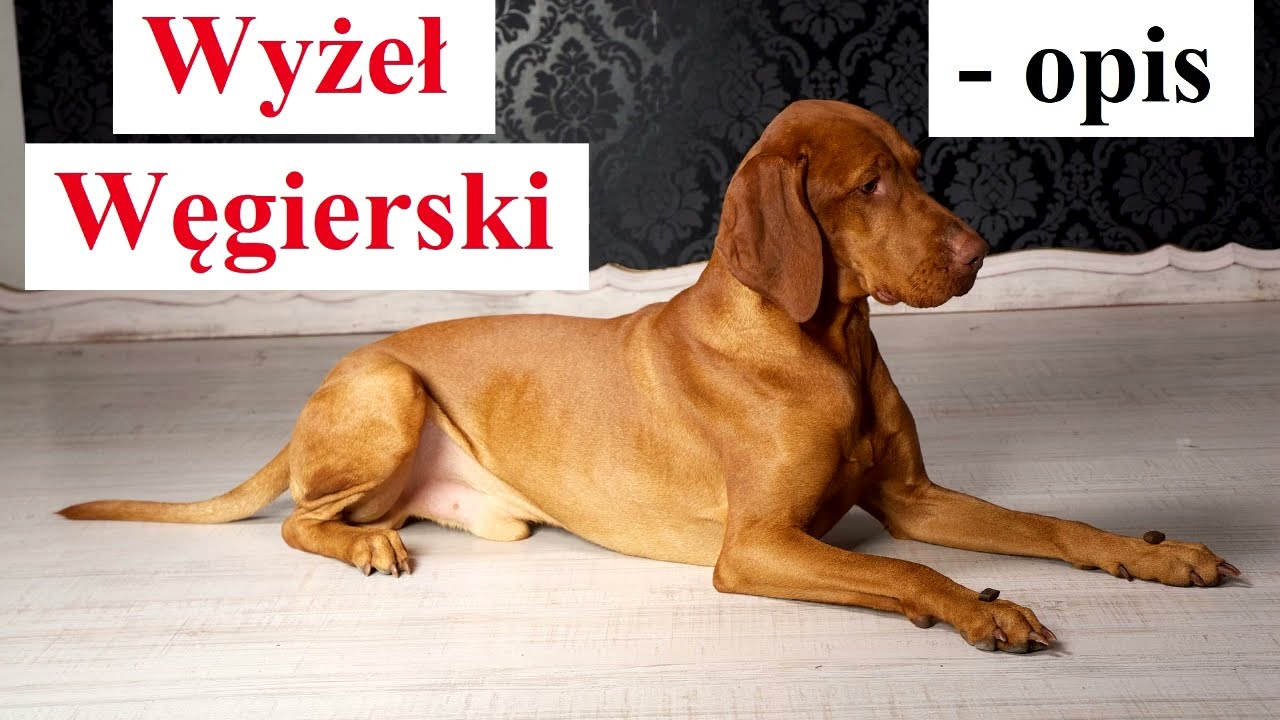 Wyżeł Węgierski - OPIS - charakter, wady i zalety, historia, dla kogo