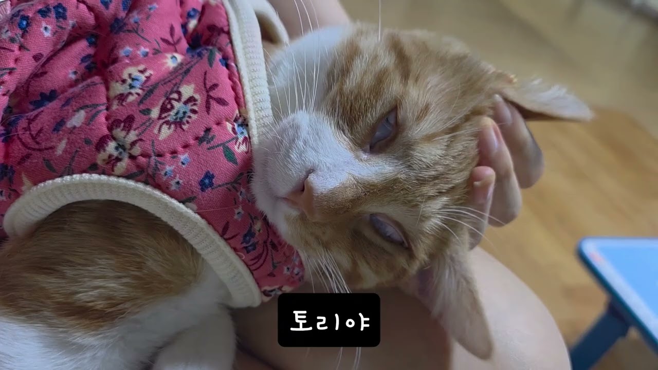 토리야