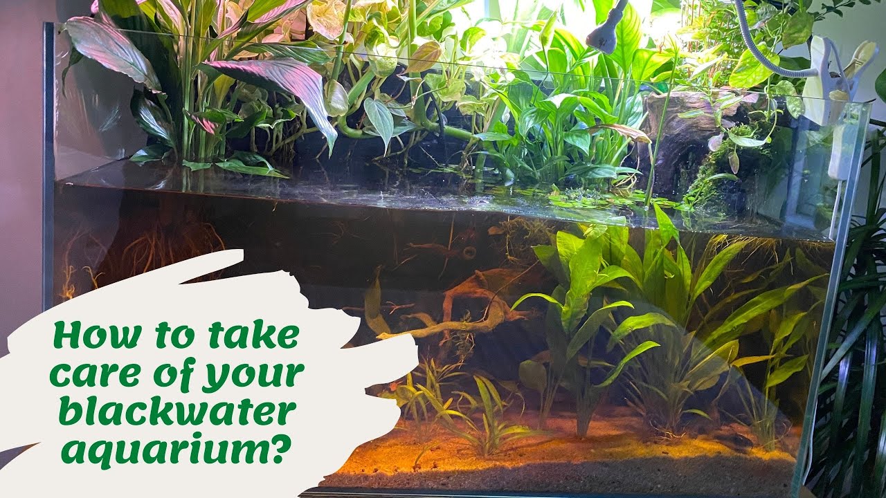 How to take care of your Blackwater Biotope Aquarium!