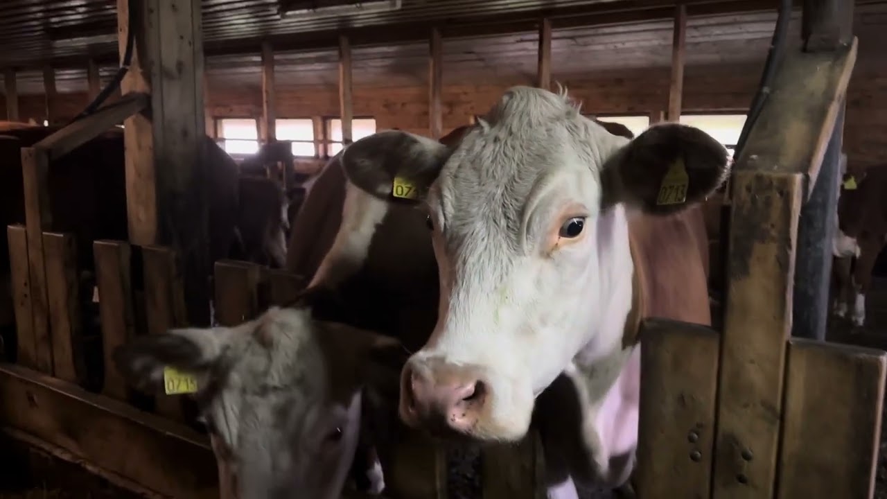 Cattle farming: My Norwegian Experience. Part 2.🐄🐄